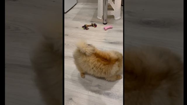 Мирочка ужинает 😂😂😂 смотреть онлайн