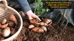 Выращивание сладкого картофеля батата в средней полосе