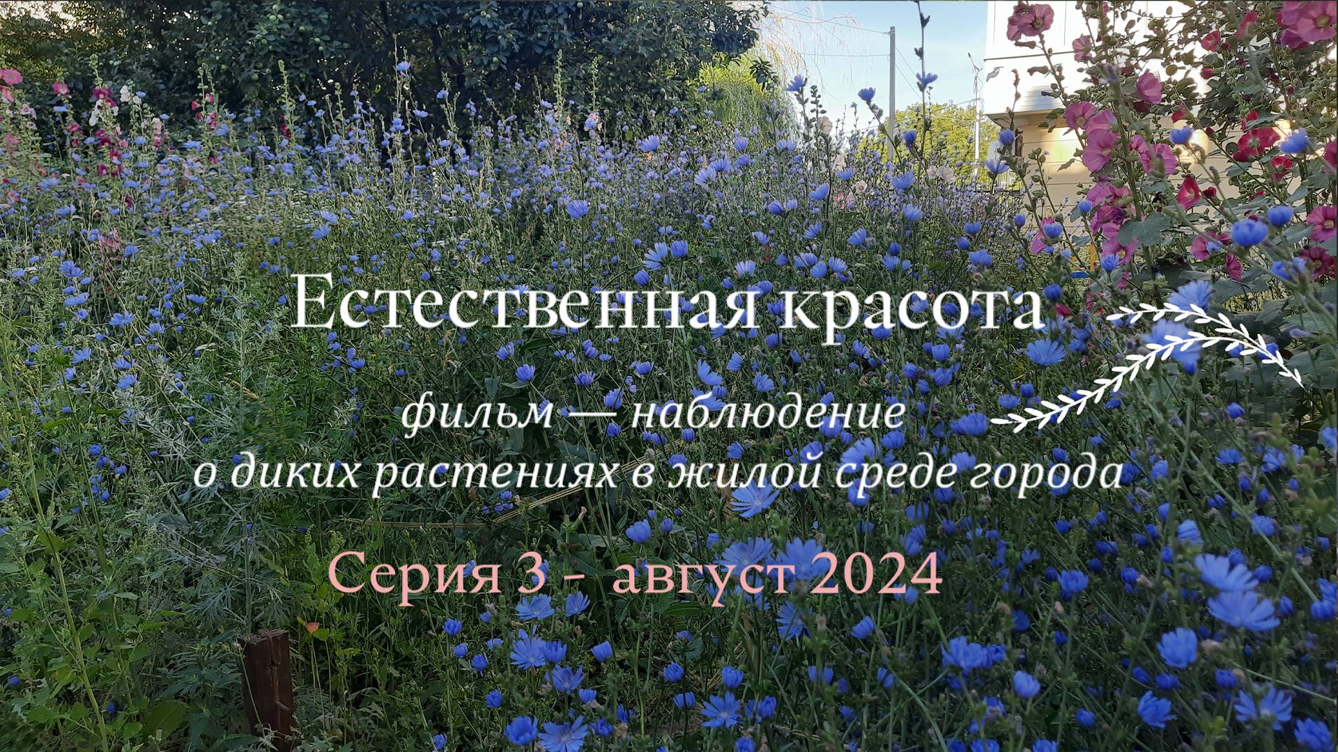 Естественная красота. Серия третья. Август. смотреть онлайн