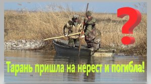 Тарань пришла не нерест и погибла, Почему? Нерест 2025. Ейский лиман. Шлюзы.