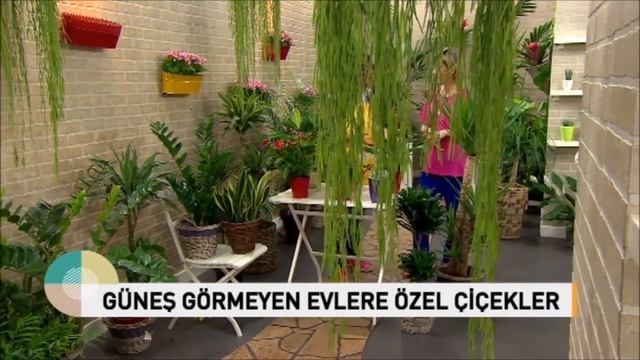 Bakımı Kolay Ev Bitkileri ! Easy Care House Plants ! (ENGLISH CC) смотреть онлайн