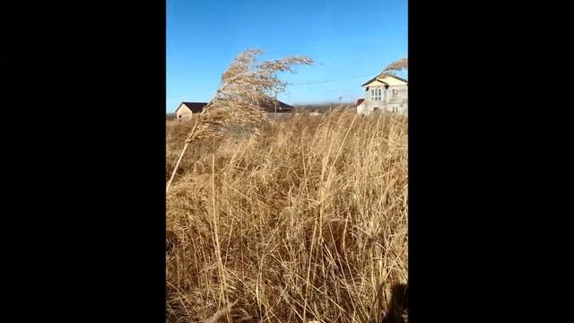 Вездеход-самосвал 8/8. ЕСТЬ ПСМ! ГТД. в России не работала Yanmar смотреть онлайн