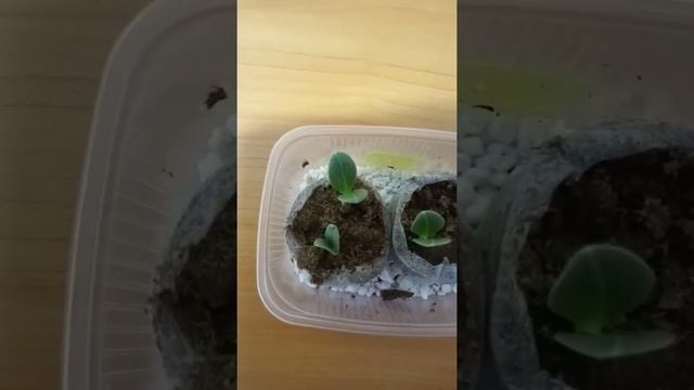 Артишок красавец смотреть онлайн