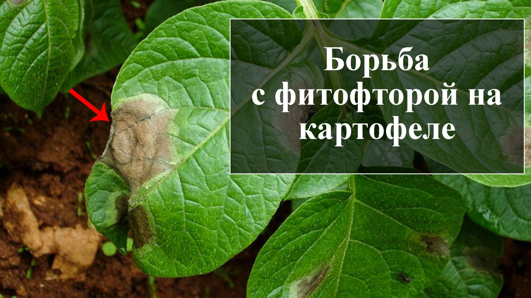Как бороться с фитофторой на картофеле смотреть онлайн