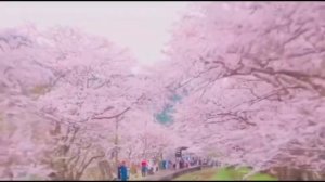 Сакура. #6всёобовсём