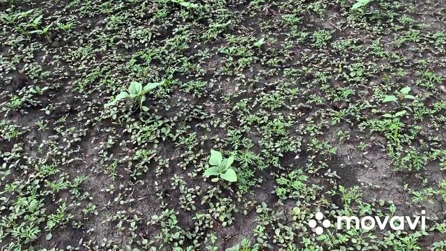 Відео №18.Обприскування соняшника "LG59580" МТЗ-892 із ОН800(14м.).6 червня 2021 р. смотреть онлайн