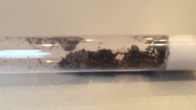 Ameisen Zucht Formica (Serviformica) fusca folge 1