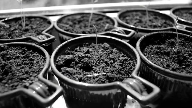 Рассада в стаканчиках