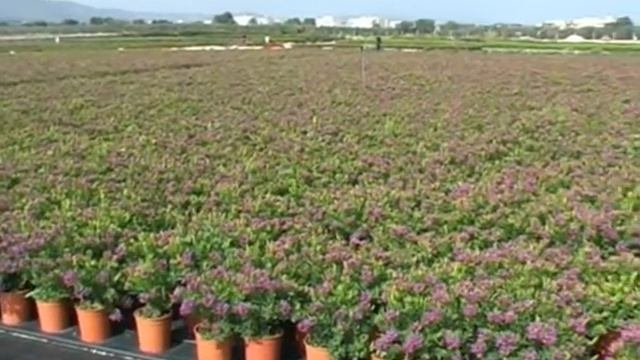 polygala смотреть онлайн