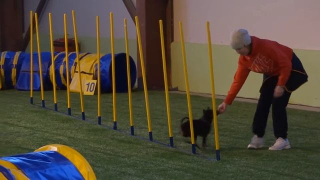 Грейн Монтегю: тренировка в DogS HaLL. 07.01. 2017 смотреть онлайн