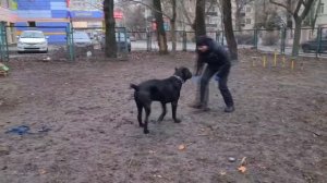 До/После. Проблема - собака засыпает в тренинге