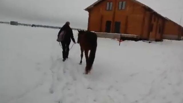 Конь-убийца смотреть онлайн