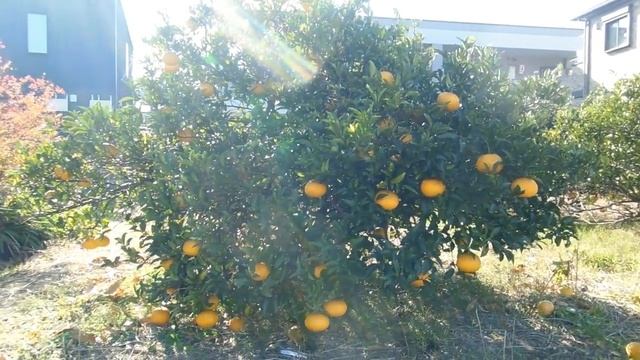 Citrus Time in Japan смотреть онлайн