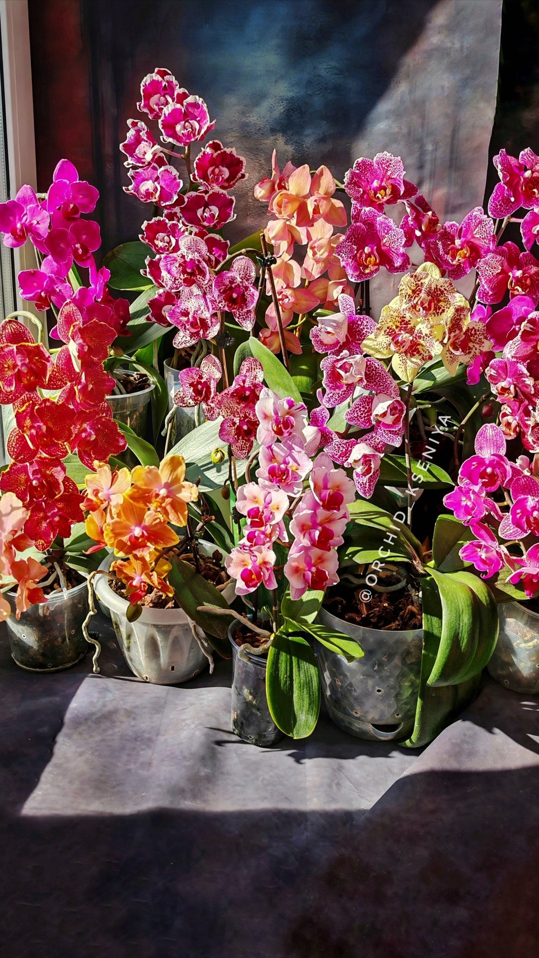 Цветущие орхидеи на подоконнике | Март-2025 | Пышное цветение фаленопсисов 🌸 смотреть онлайн