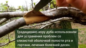 Зачем нужно заготавливать кору дуба.