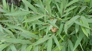 Бамбуки, зимующие в 4 зоне: фаргезия  и сазочка