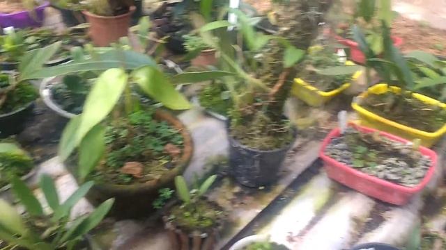 Epidendrum Porpax