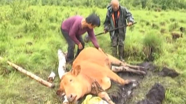 Revival Of Siberian Tigers Causes Conflicts With Locals