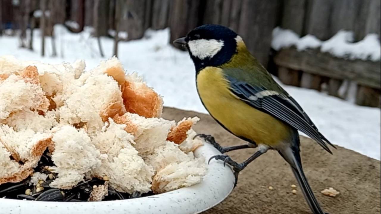 Наблюдение за птицами (16.01.2025 года) смотреть онлайн