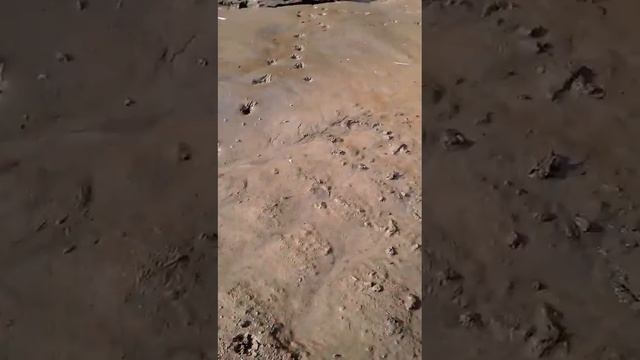 29.03. Весенний наш водопад и еще утки прилетели