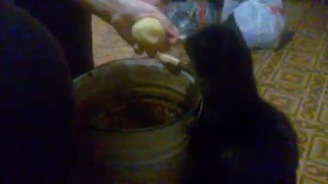 кот ест картошку