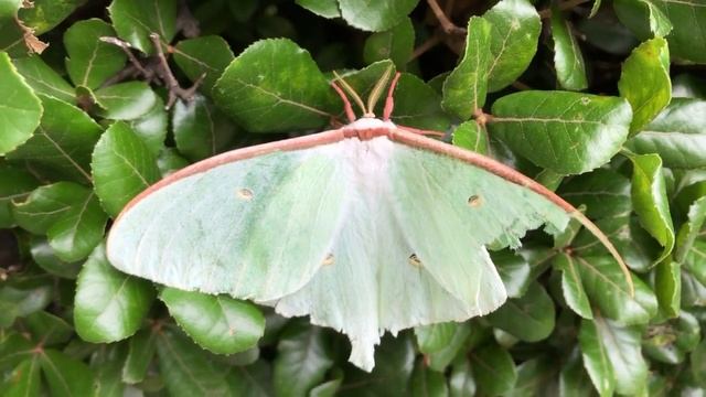 デカイ蛾を見付けました。I Found A Big Moth.