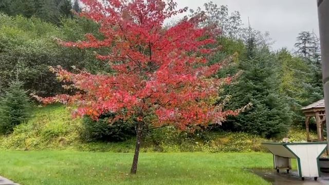 FALLEN LEAVES смотреть онлайн