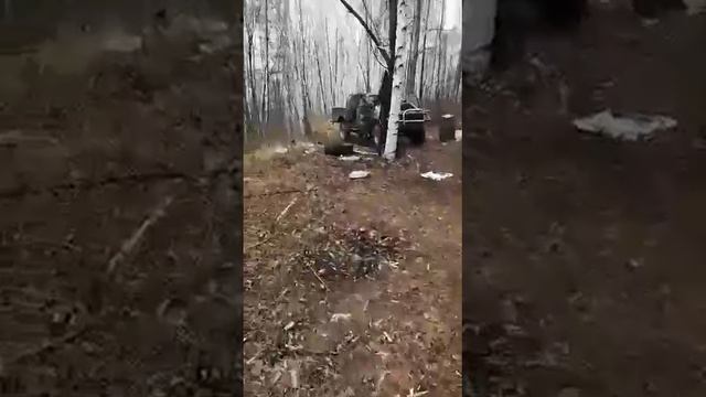 Медведь проснулся и ломает технику в лесу