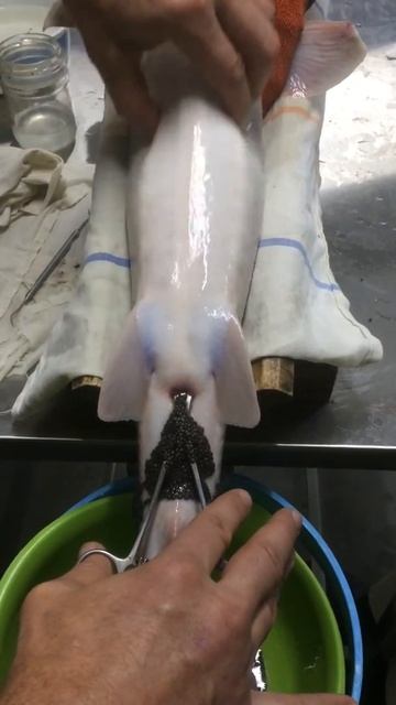 «Дойка осетра» смотреть онлайн