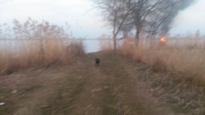 Пёс 1 сезон 7 серия  игры возле речки