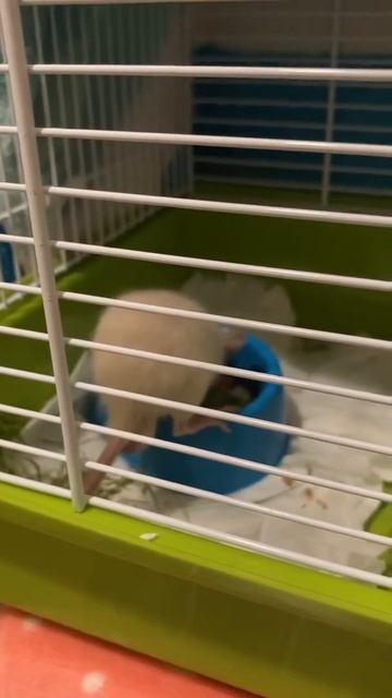 Что делать если крыса дамбо чихает?Вот так вот чихал мышонок когда он был ещё не диким)Пиши в комен