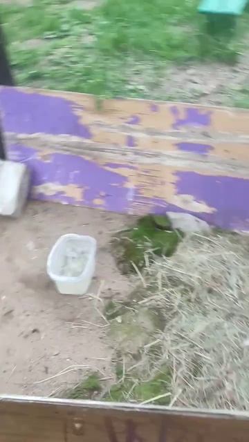 все птицы #birds #pigeon #animals #животные смотреть онлайн