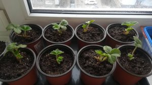 Клубника Пикирую Рассада и Сажаю Клубнику Семенами #5