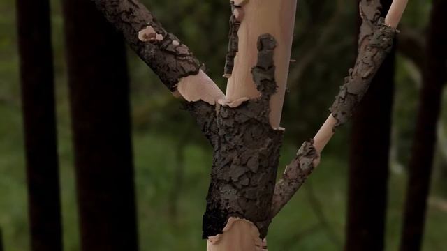 Blender 3.0 geometry nodes test - animated tree bark смотреть онлайн