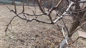 Как  работать с деревом после омолаживающей обрезки.