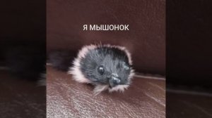 Я МЫШОНОК ПЕСНЯ НА 7 ПОДПИСЧИКОВ (Премьера клипа) 2023