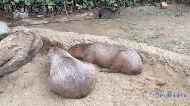 マーラが増えた　カピバラ劇場　Relax　Capybara　and　Patagonian Mara смотреть онлайн