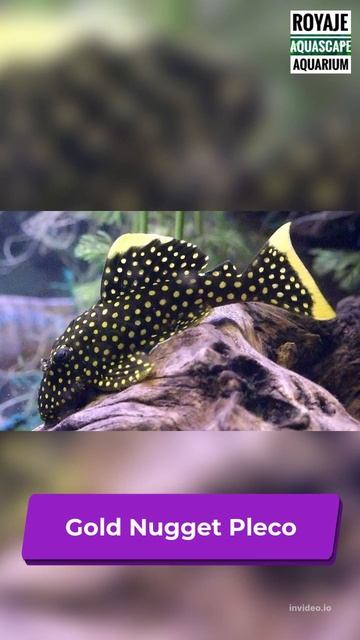 Royaje Aquascape: Jenis-jenis Ikan Pleco - Part 1 #shorts #aquascape смотреть онлайн