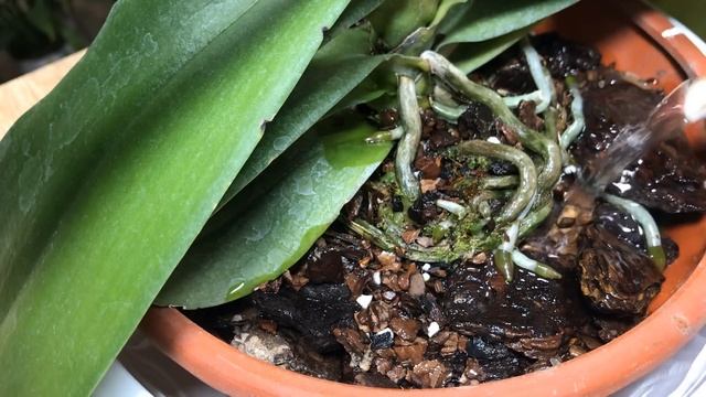 You May Not Know! It Causes Orchids To Grow And Bloom Crazy смотреть онлайн