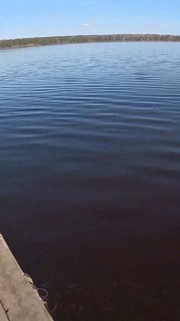 жареная рыба #рыбалка #fishing #подпишись #природа #сибирь #nature #затопление #отдых #стройка смотреть онлайн