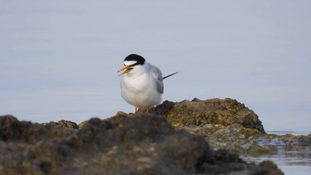 Little Tern, Fraticello (Sternula Albifrons)