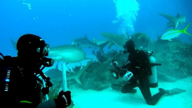 SHARK DIVING PRO DIVING CLUB смотреть онлайн