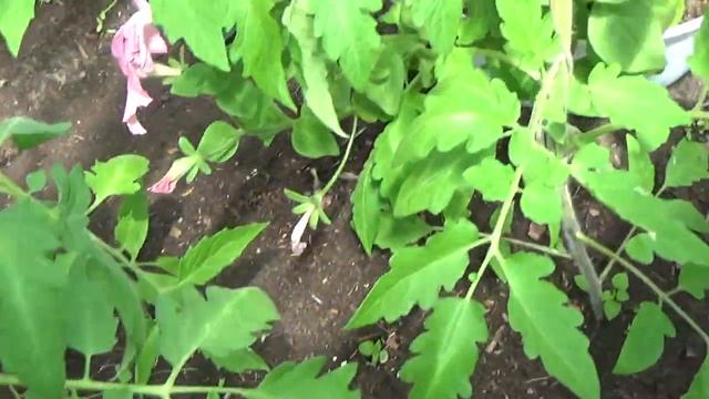 1987.  А в теплице жарища,что делать? ВПЛ.