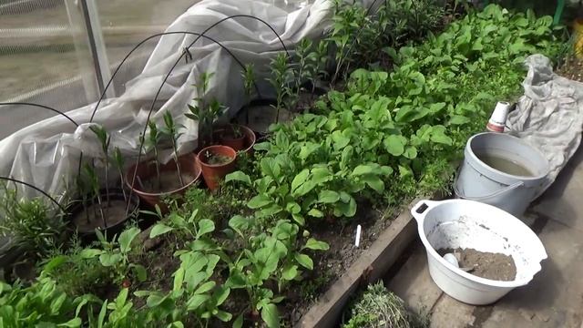 1985.  ВПЛ. А что у нас в теплицах на 1 мая?