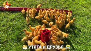 Утята с друзьями – мир нежных эмоций 🤗 эпизод (76)