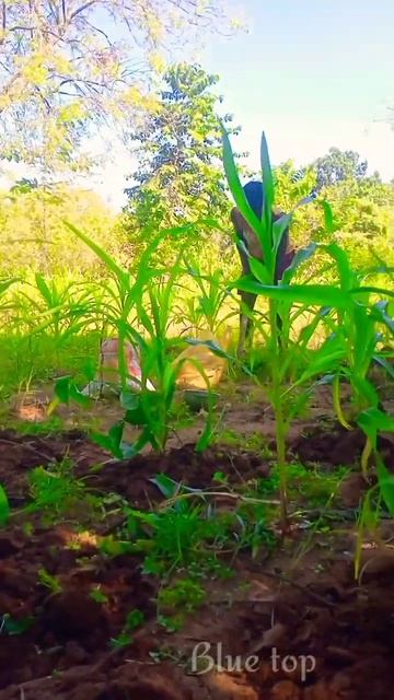 Sweet corn harvesting process// village formula system смотреть онлайн