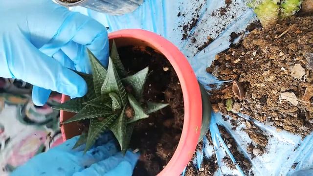 KAKTÜSLERİN SAKSILARI NASIL DEĞİŞTİRDİM ? ÇEŞİT ÇEŞİT KAKTÜS ÇEŞİTLERİ