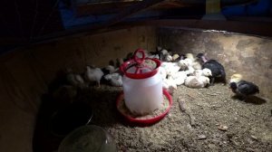 Основные моменты выращивания цыплят