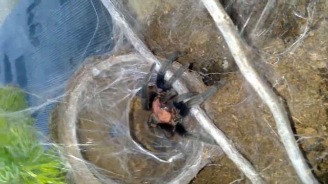 Cyclosternum fasciatum feeding смотреть онлайн