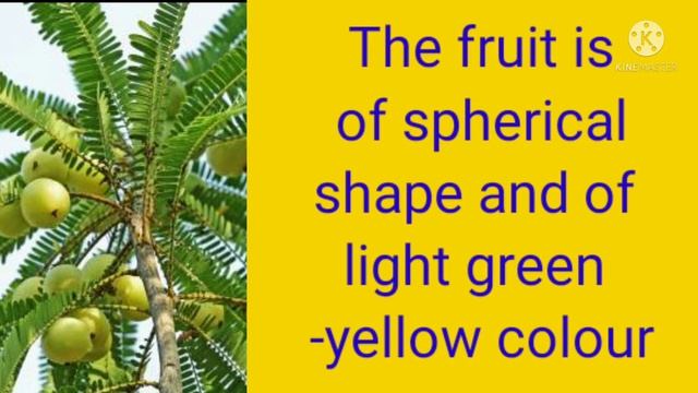 Essay on Amla tree // short essay on Indian gooseberry in english #essayonamlatree смотреть онлайн